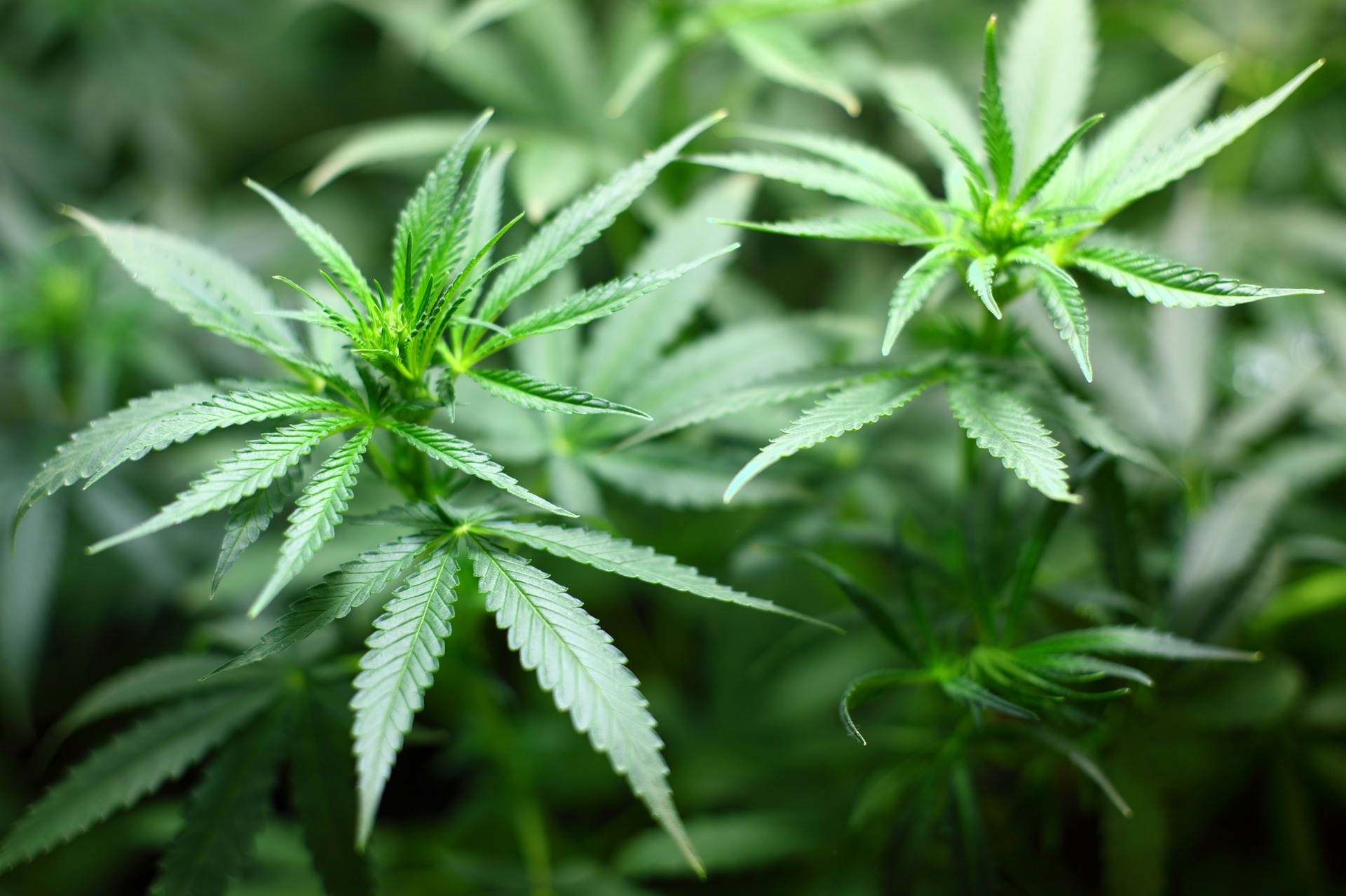 Lenders Beginning to Open Up Capital for Cannabis Businesses