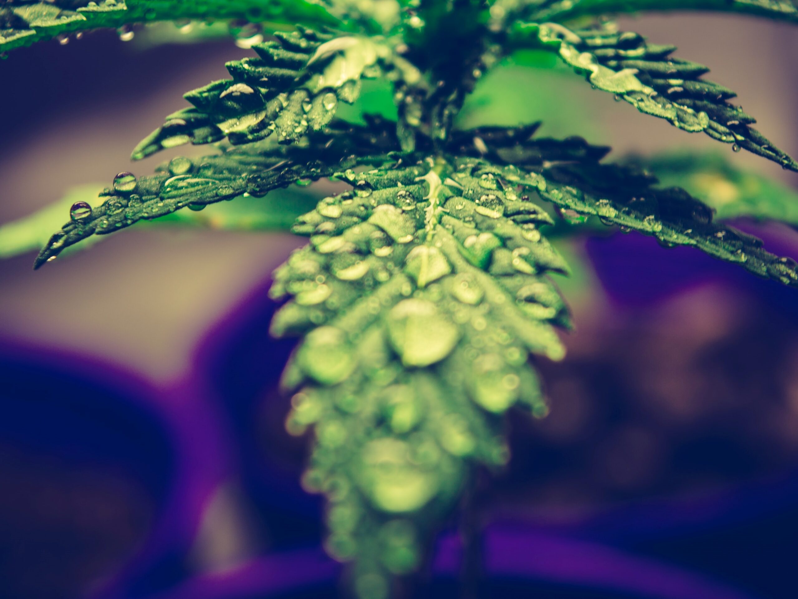 Cannabis Loans Three Things All Lenders Must Consider When Making a Cannabis Loan