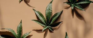 Cannabis Lending